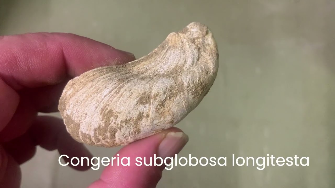 Gro&szlig;ebersdorf -  Putzing.  Pannone Fossilien