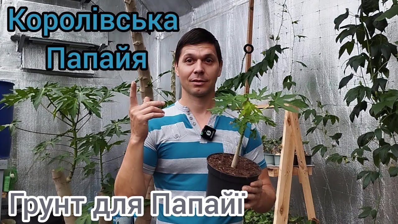 Королівська Папайя в Грунті. Який грунт використовували і як садили Папайю)))