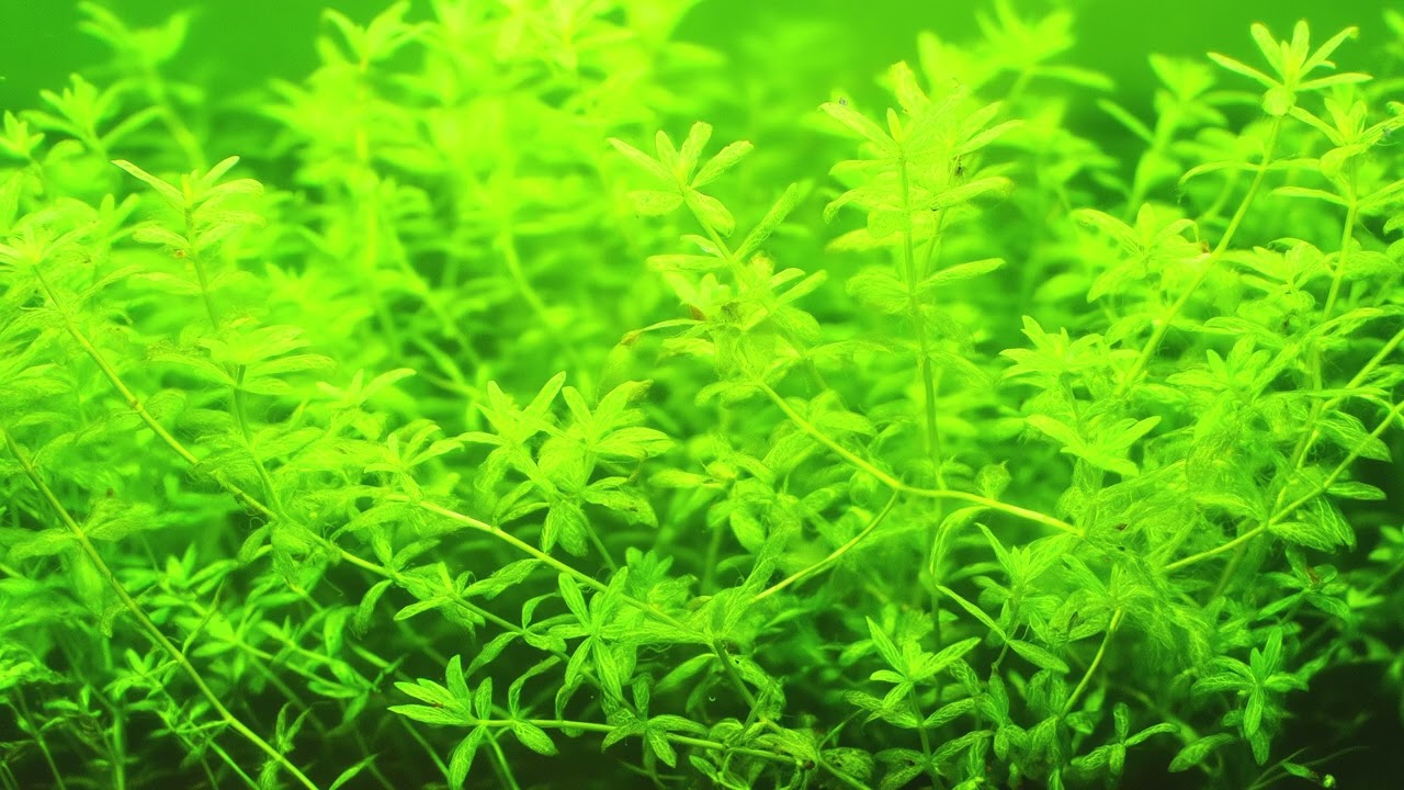 Pearl Grass – Gentle Stems🌿✨ | Track 04 Single💧🔔❤️🎵 | 432Hz Ambient