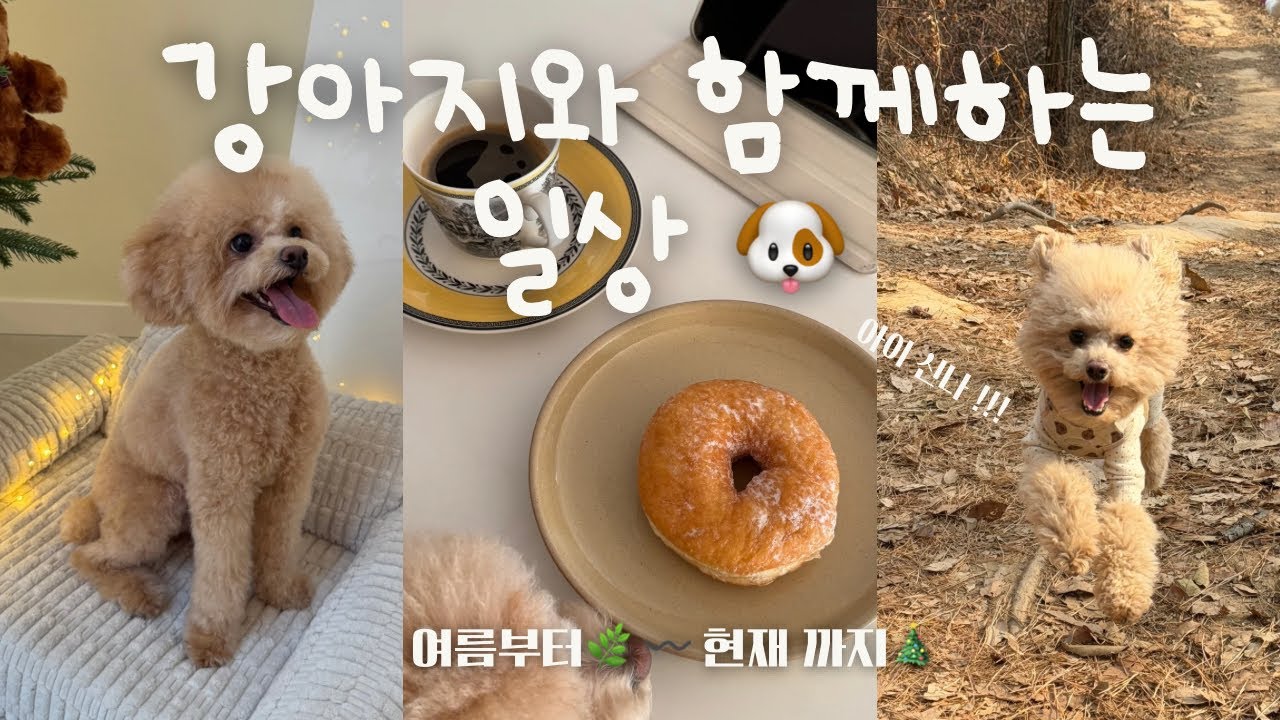 밀린 일상 청산 브이로그, 강아지 동반 휴양림 🌿 푸들 개린이 일상 ♥ 🐶 먹고 먹는 주말, 호두까기 인형 공연🩰, 설맞이 쇼핑(올리브영, 달바, 쥬얼리 까지) 💍