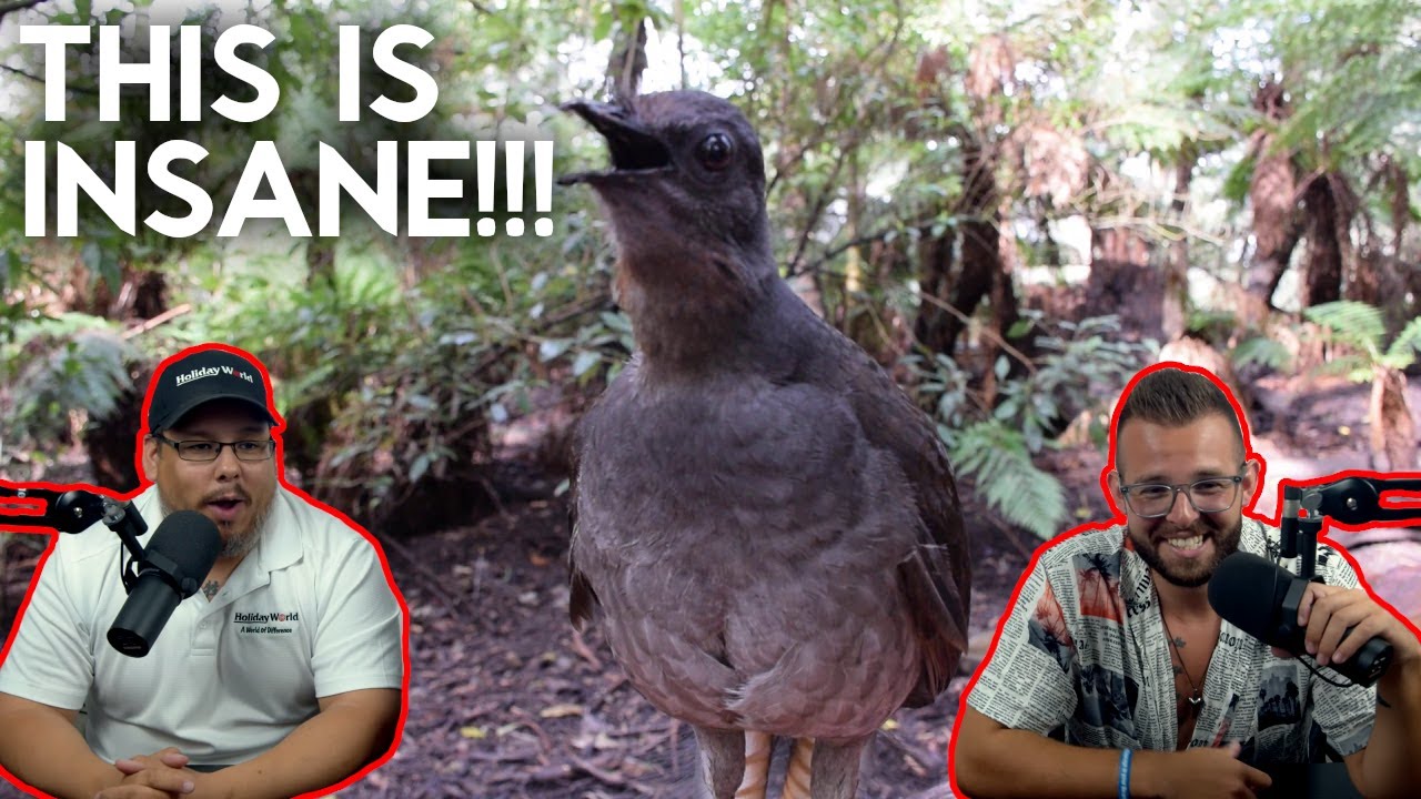 Americans React To The Australia Lyrebird | Australian Mockingbird?