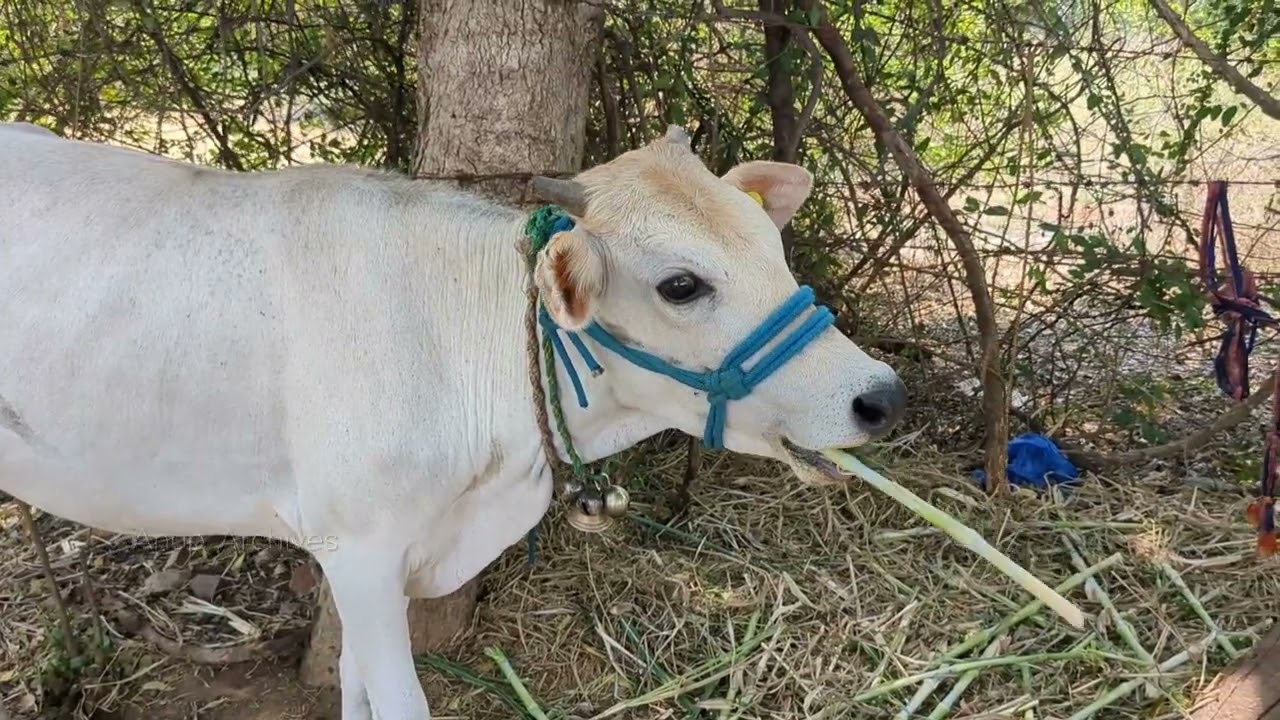 Baby Cow Eating Grass | Satisfaction Video | Anup Archives | Free HD Video No Copyright