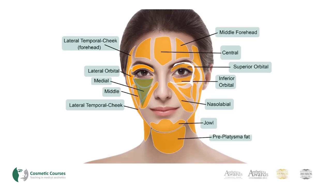Understanding Facial Fat Pads | Cosmetic Courses