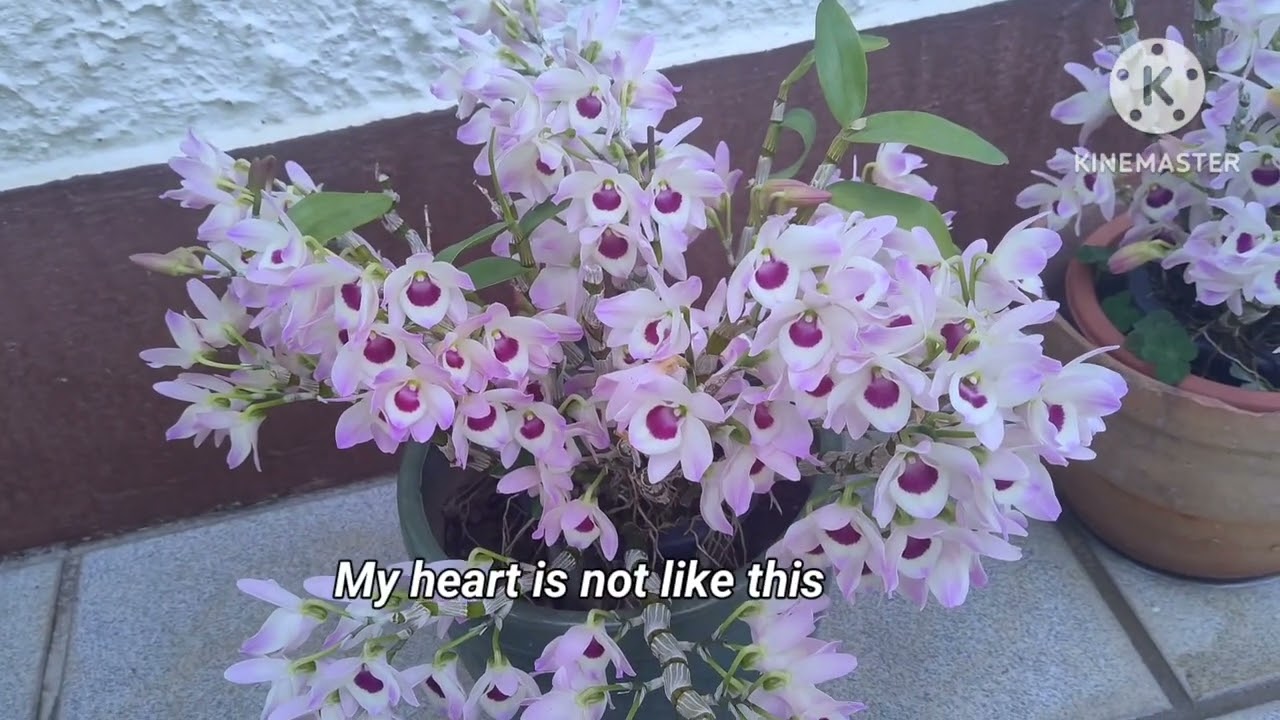 Different varieties of orchids/flowers joined my premier live@Remy'sToys&games