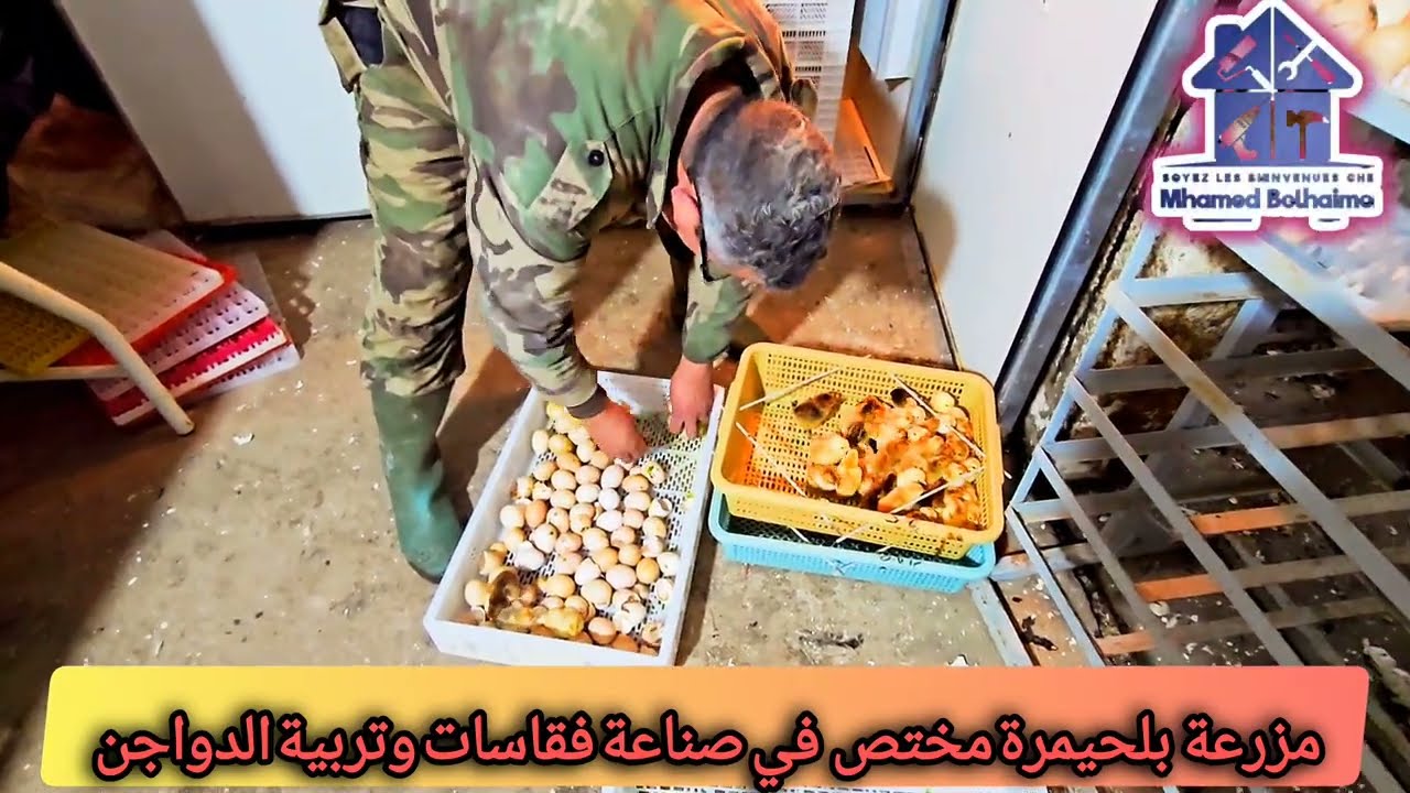 كتاكيت فرنسي للبيع 