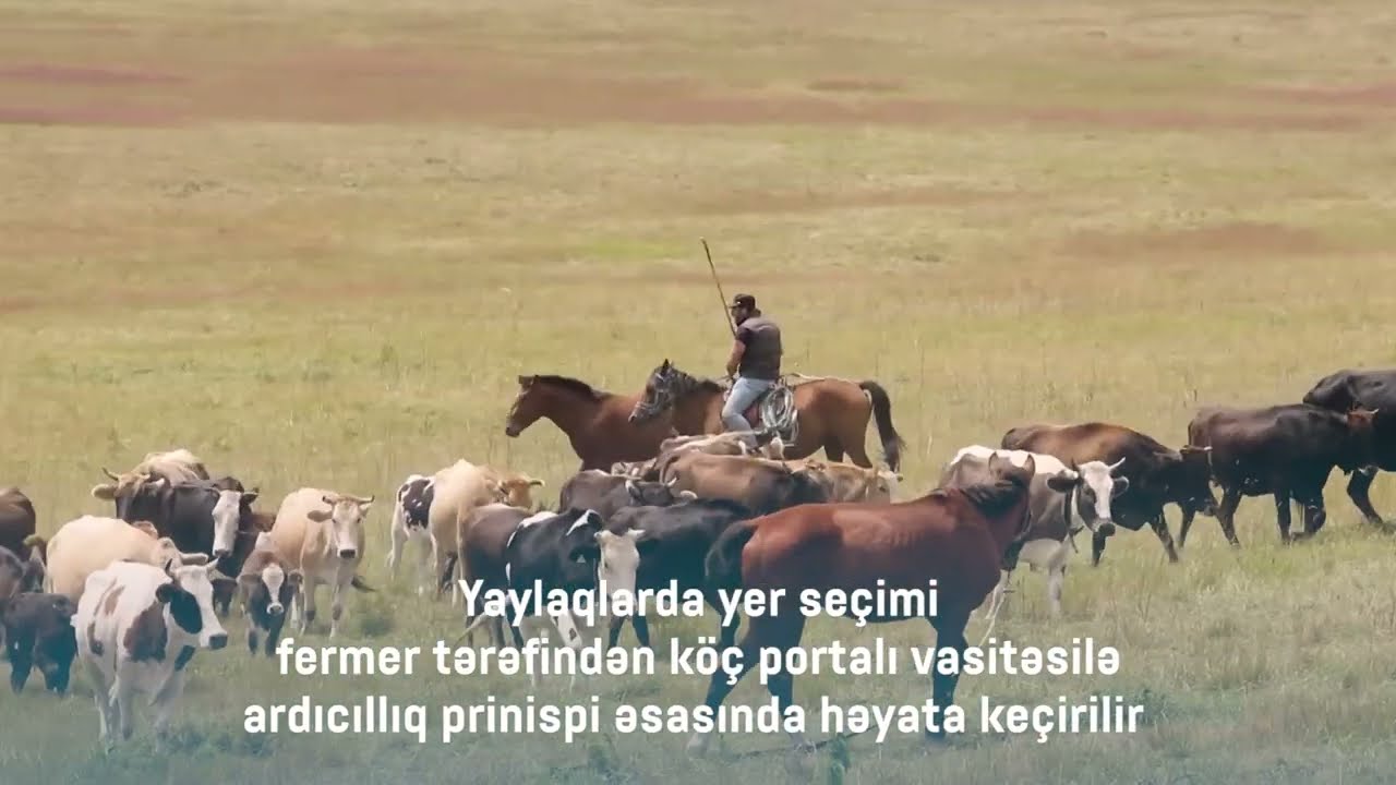 Yaylaqlara köç