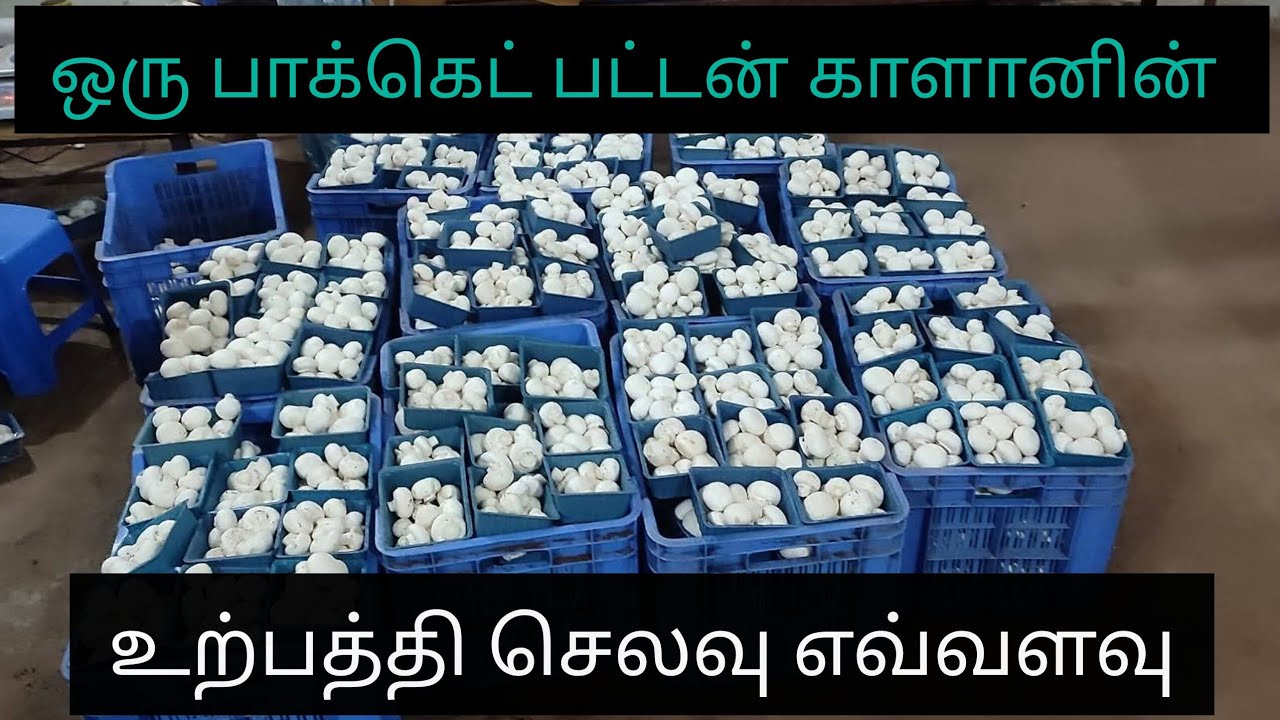 ஒரு பாக்கெட் பட்டன் காளானின் உற்பத்தி செலவு எவ்வளவு ஆகும்?