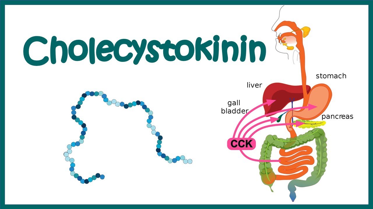 Cholecystokinin(CCK) || structure , function and mode of action