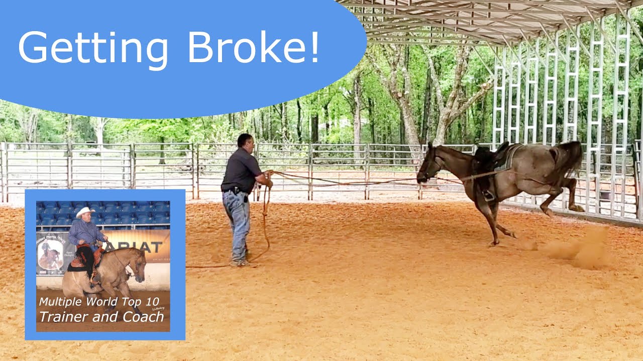 Important steps to getting a horse broke to ride