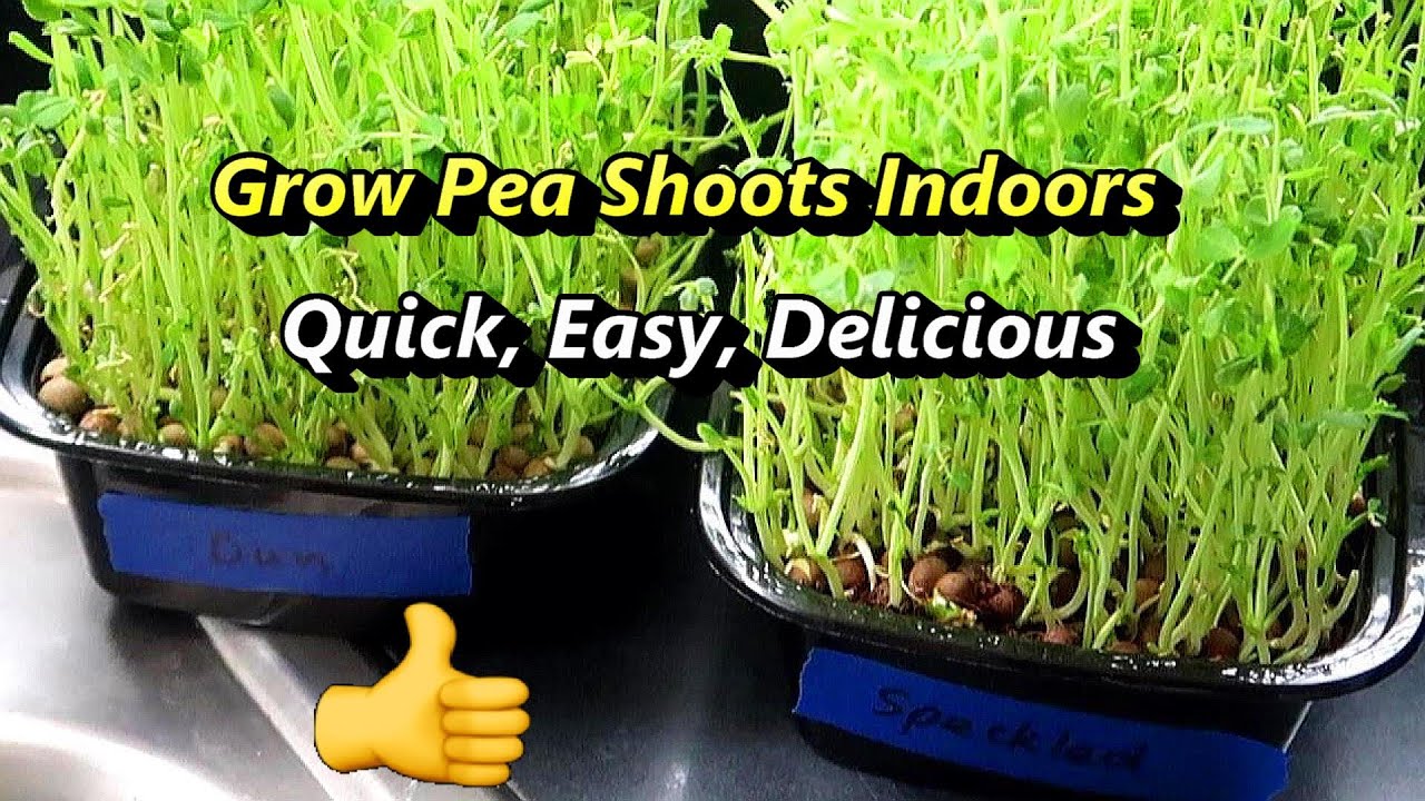 Grow Pea Shoots as Microgreens: Dun and Speckled Pea Varieties in Coconut Coir