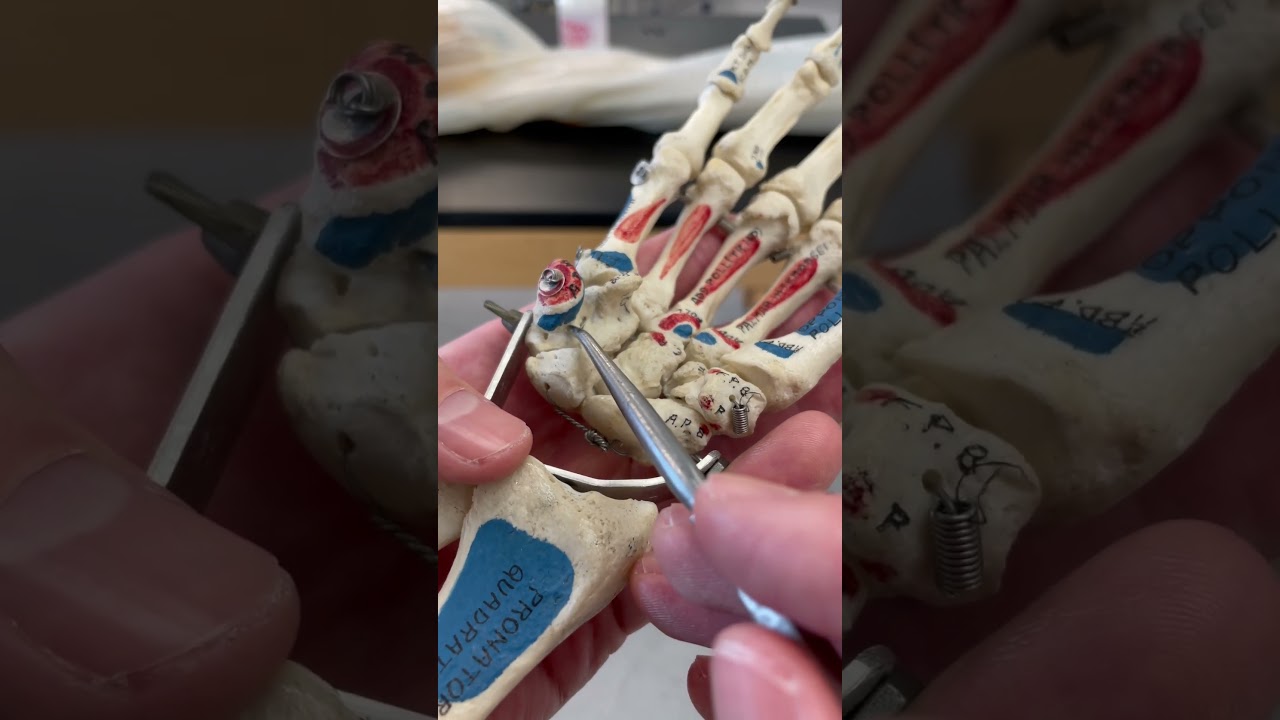Your Sexy Wrist Bones