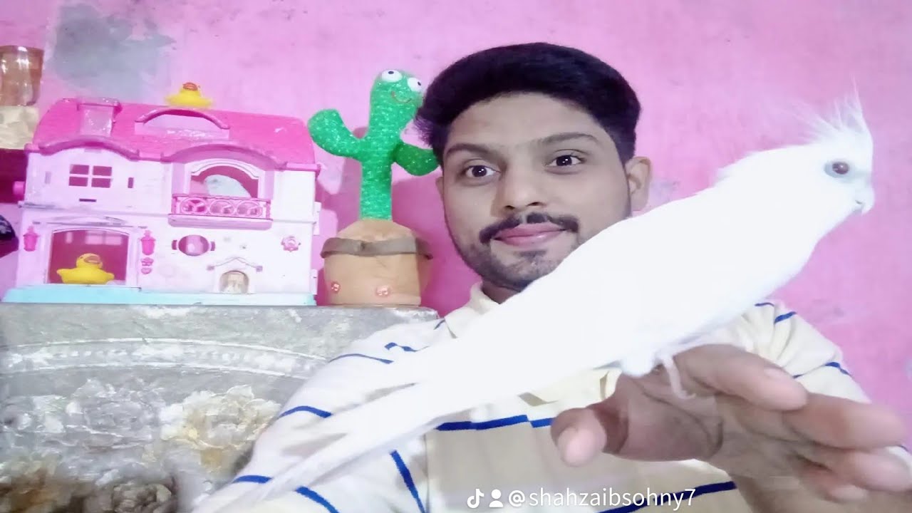 Shehr Main Beautiful Birds is live!