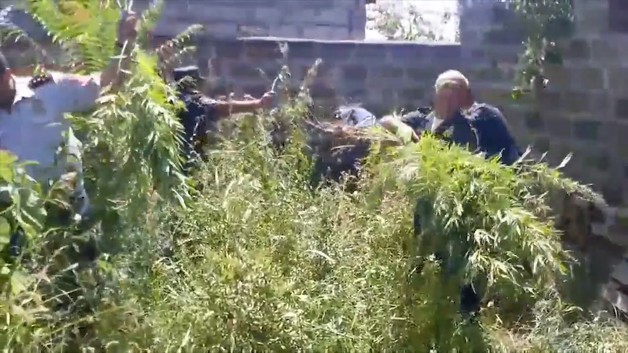 Վերջին 5 օրում ոստիկանները 13576 կգ կանեփի և 6 կգ-ից ավելի կակաչի վայրի աճած զանգված են ոչնչացրել