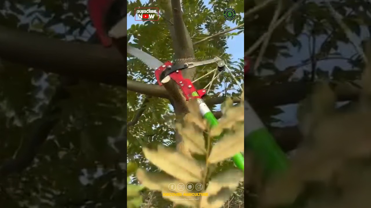 Telescopic Pruning Saw Pole