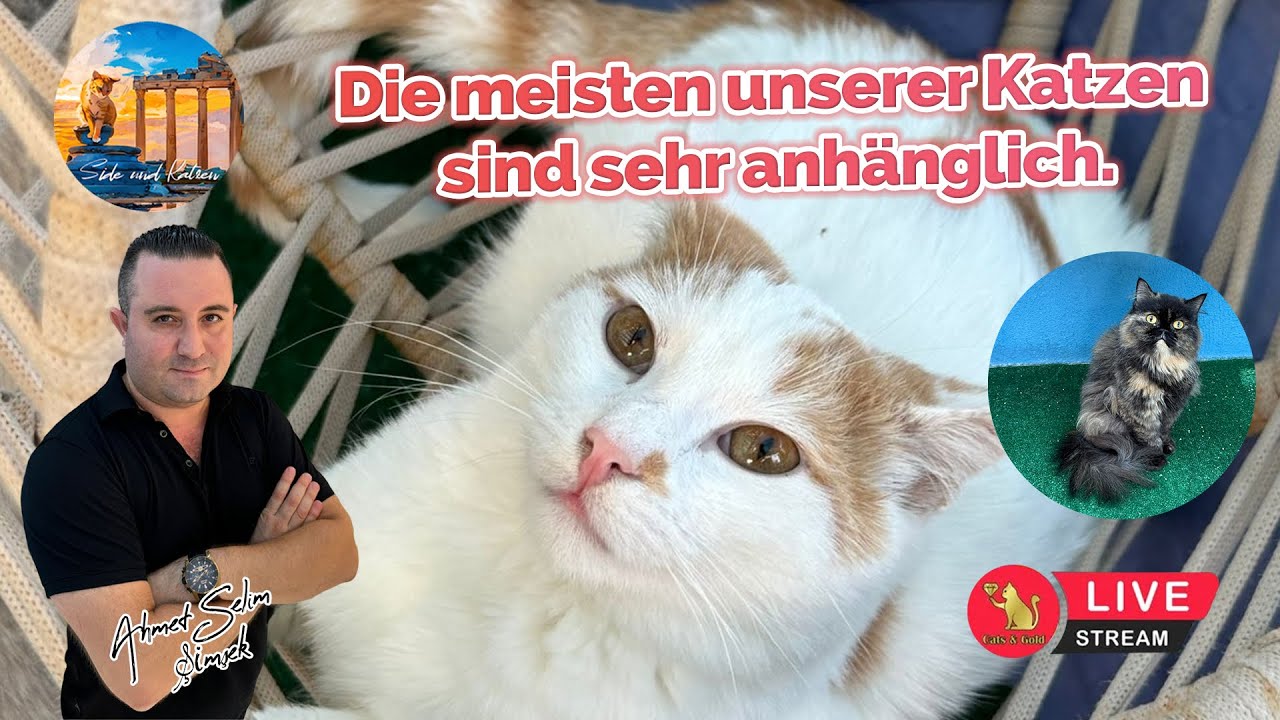 Die meisten unserer Katzen sind sehr anhänglich.