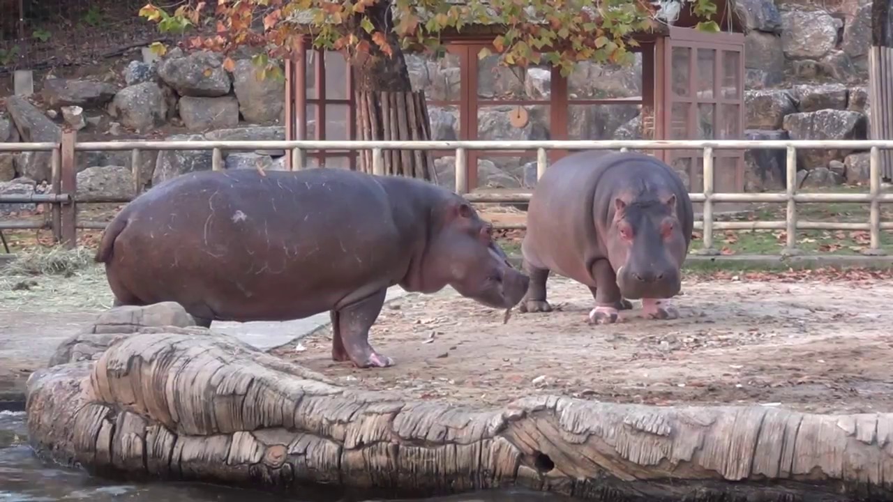 Fighting Hippos