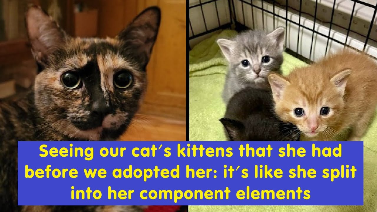 Wholesome Funny Memes and Random Laughs to Brighten Your Day | Happy And Fun