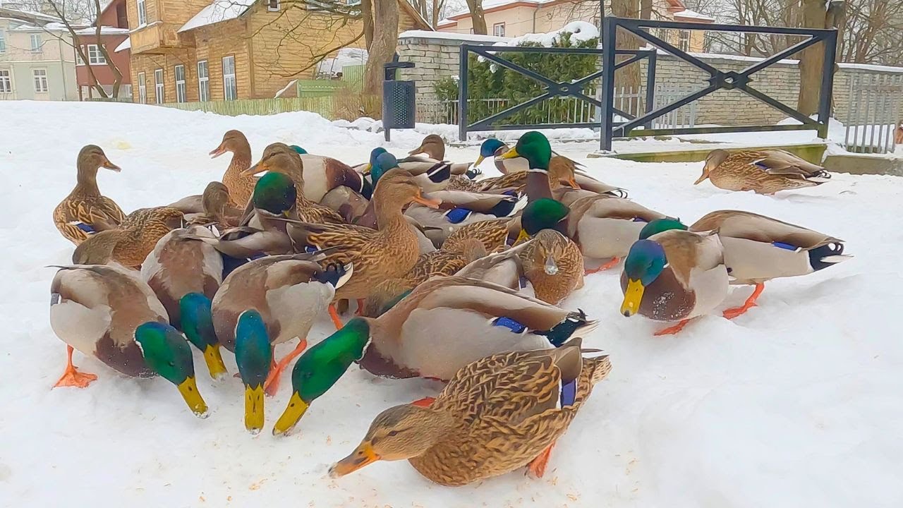 Arctic Ducks From the Other Side of the Park [4K] Mallard Ducks