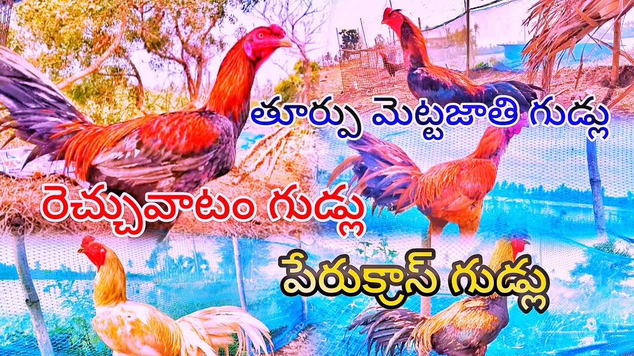 బీమవరంబ్రీడ్ తూర్పు మెట్టజాతిగుడ్లు గ్యారింటి బ్రీడ్ ఒరిజినల్ #bimavaram #viralvideo #kollu #telugu 