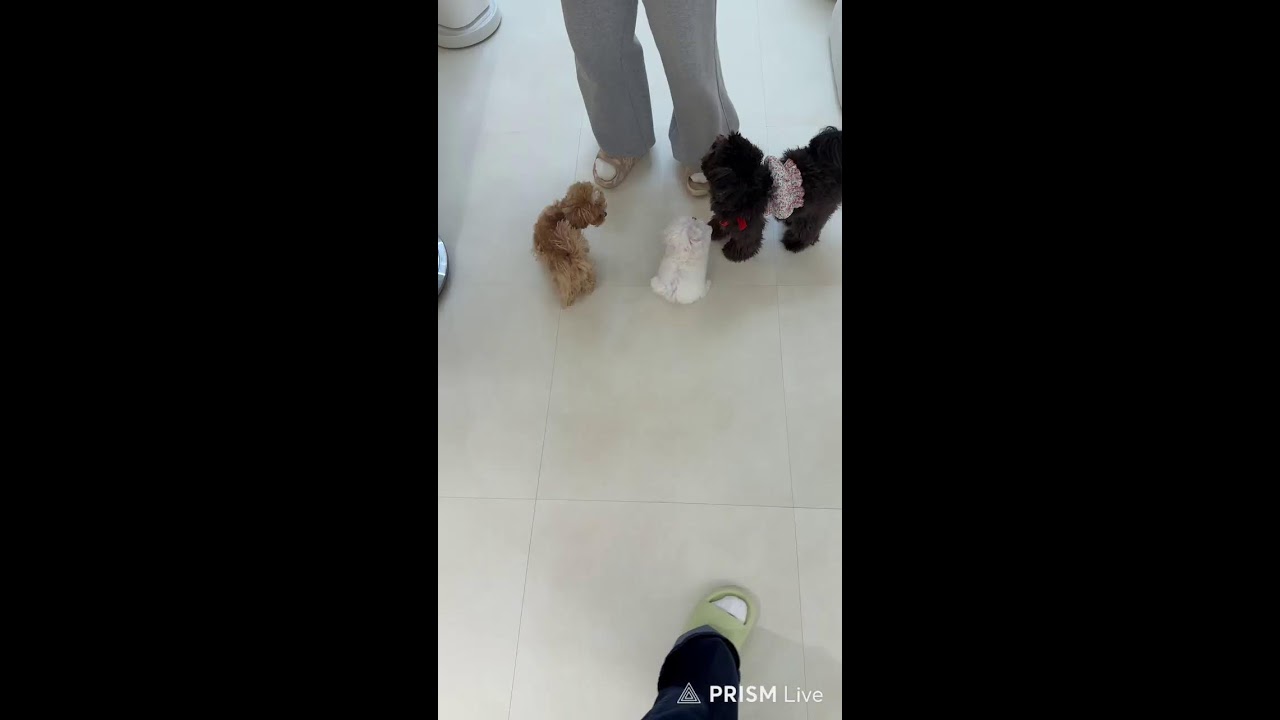 귀여운 강쥐 보고 월요팅 🐶🤍