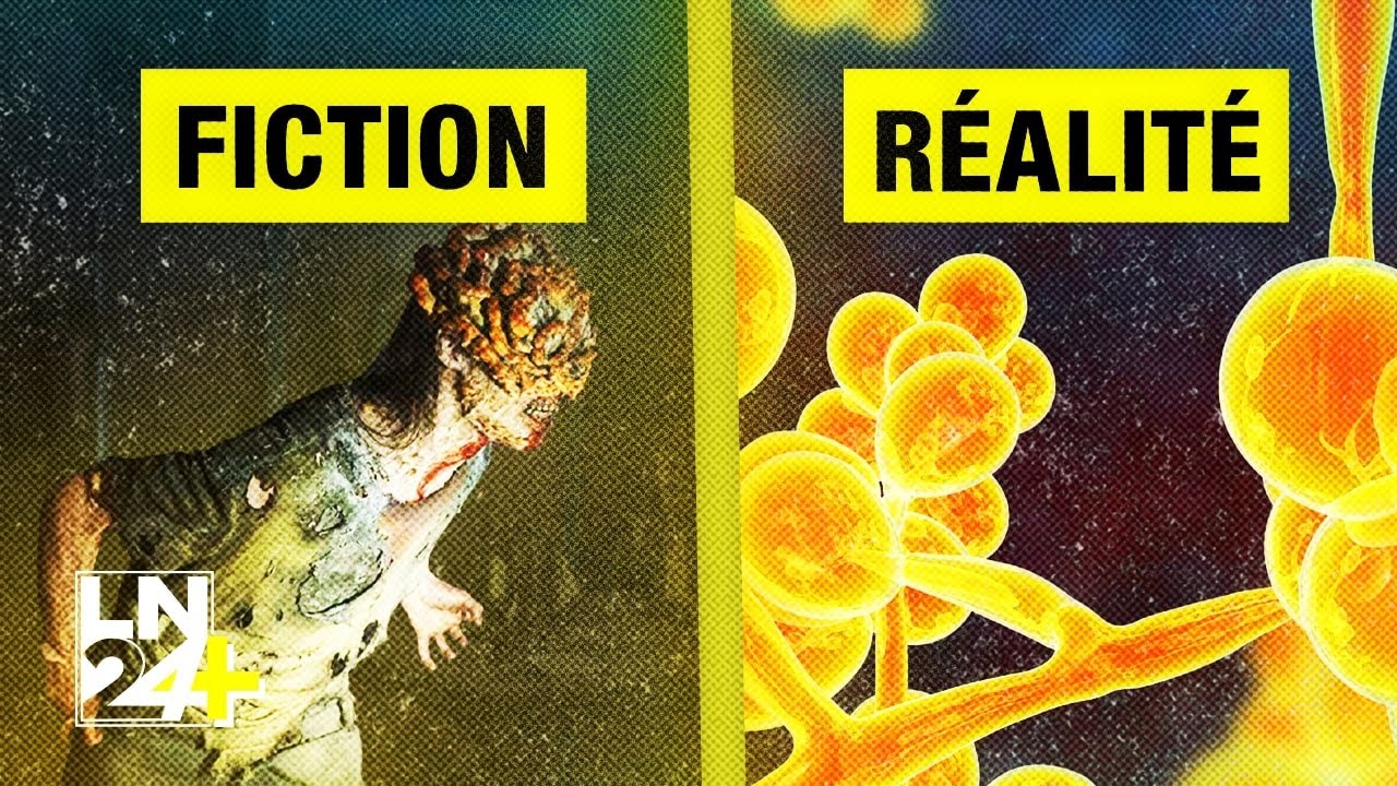 The last of Us : le champignon qui inquiète vraiment les scientifiques