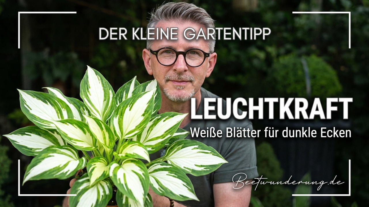 Wei&szlig;e Bl&auml;tter, dunkle Ecken: So leuchtet dein Schattengarten auf! / Der kleine Gartentipp