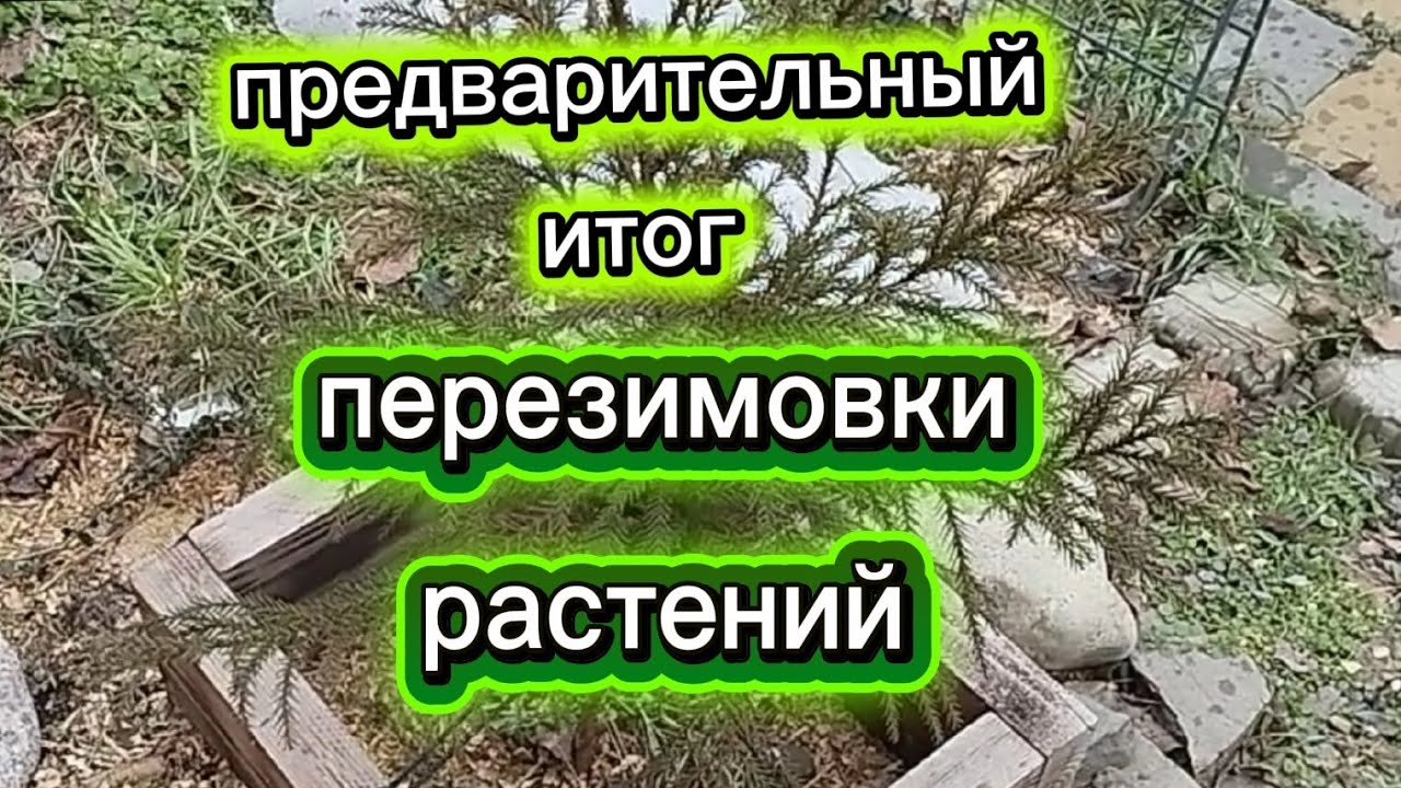 Растения перезимовали#растения#сад#хвойные#garden#plants
