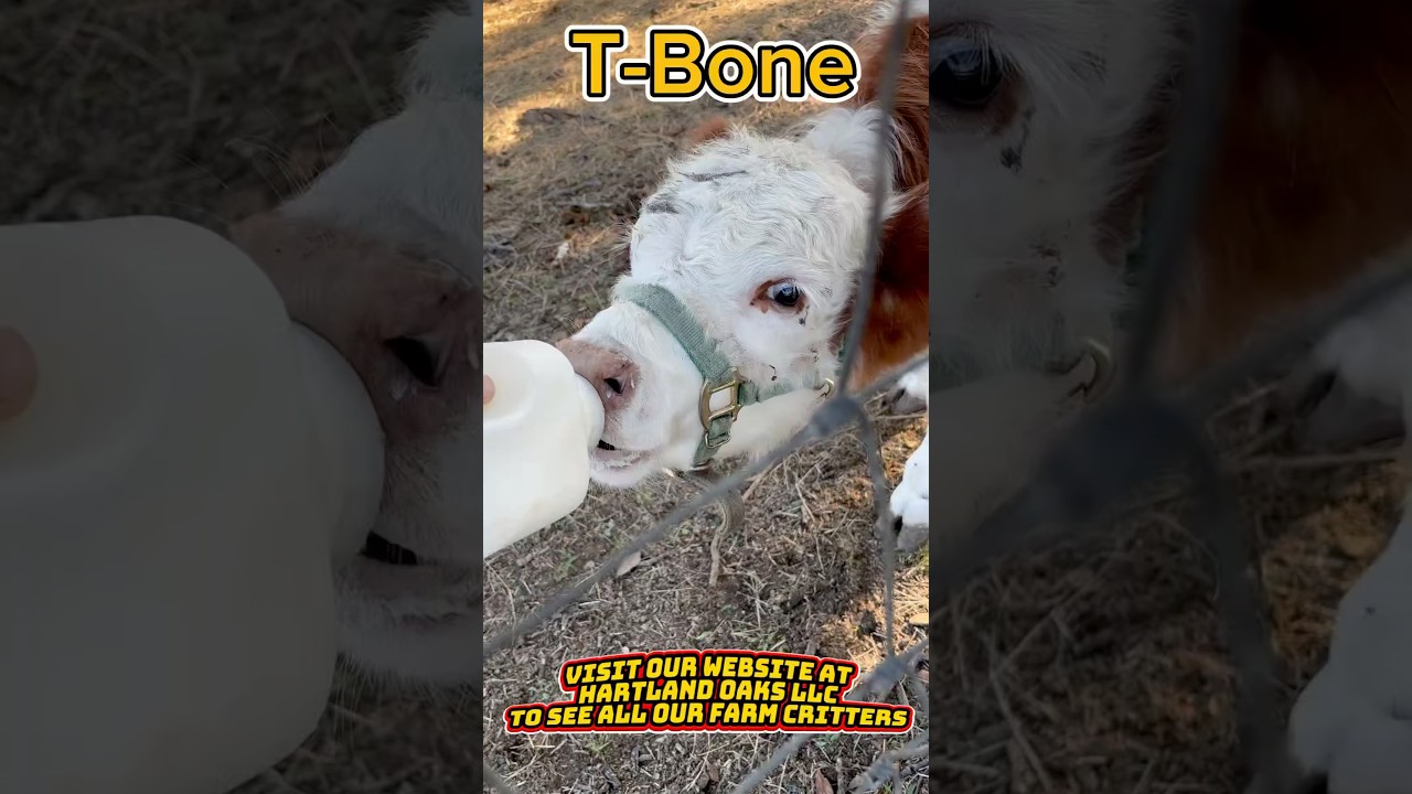Feeding time for T-Bone the hungry little mini calf.