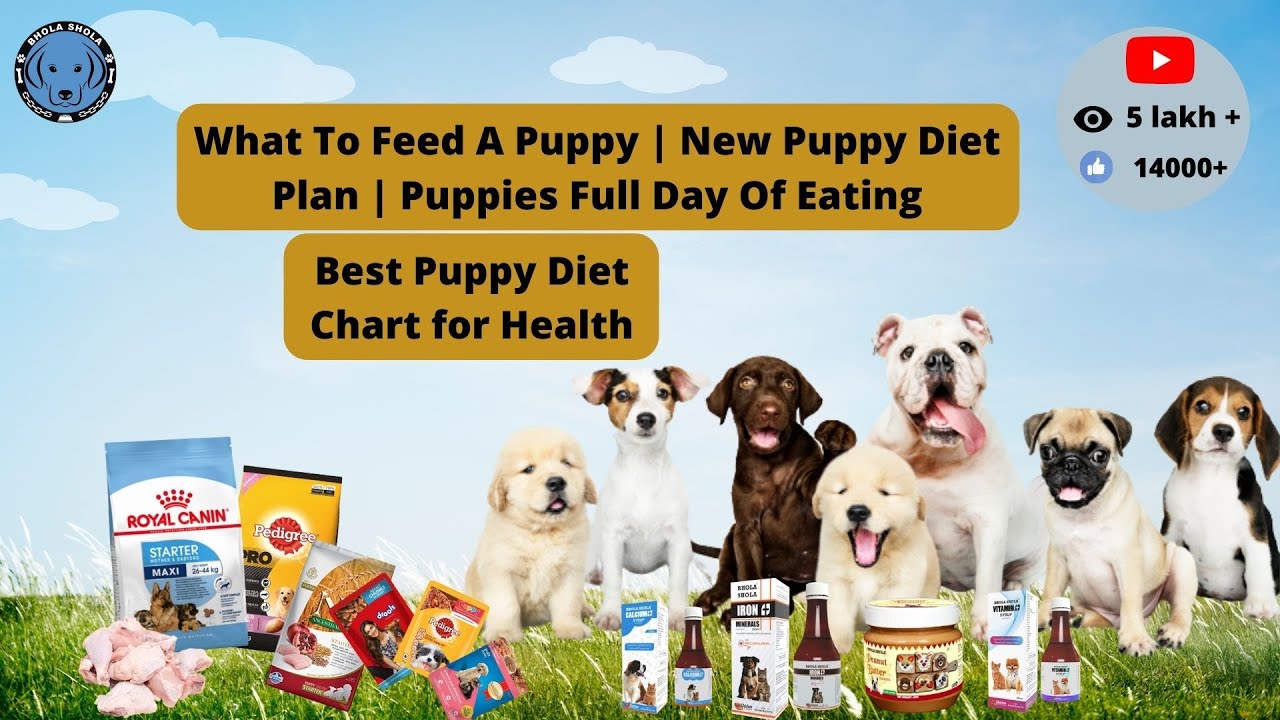 Best Puppy Diet Chart for Healthy | What To Feed A Puppy | Puppies Full Day Of Eating |  Bhola Shola