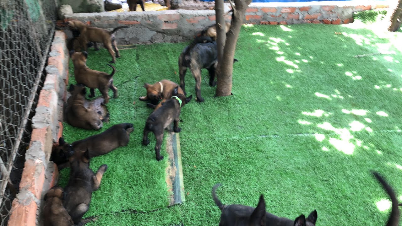 Cách chọn Malinois chuẩn ( Béc giê Bỉ )