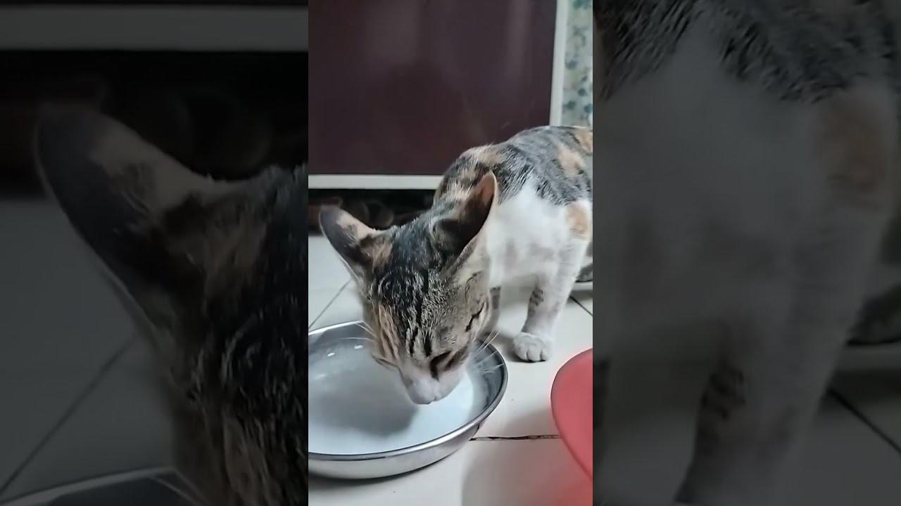 Kittens play 
