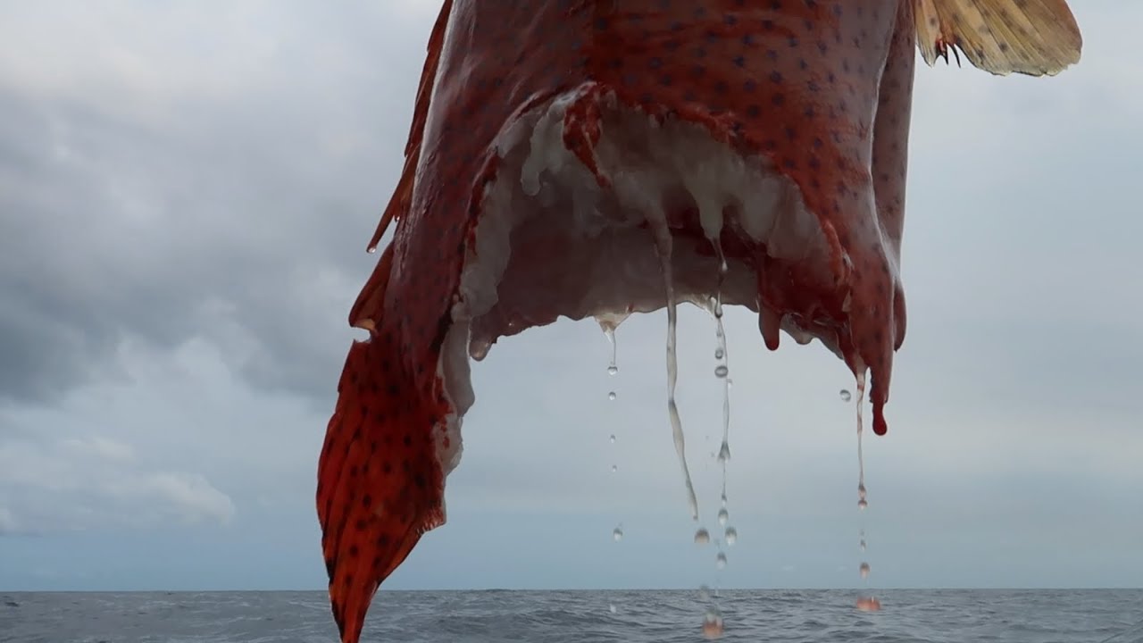Quand le REQUIN te dit NON ! Pêche extrême à Madagascar.