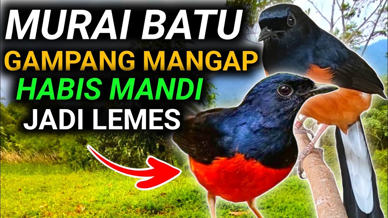 FULL- KOK BISA MURAI BATU GAMPANG MANGAP CARA MERAWAT MURAI BATU PASTOL