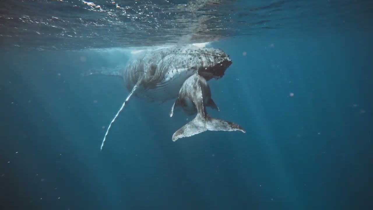 🌊 SONIDOS DEL MAR para DORMIR Profundamente (2 Horas Relajantes) 💤 - Ballenas