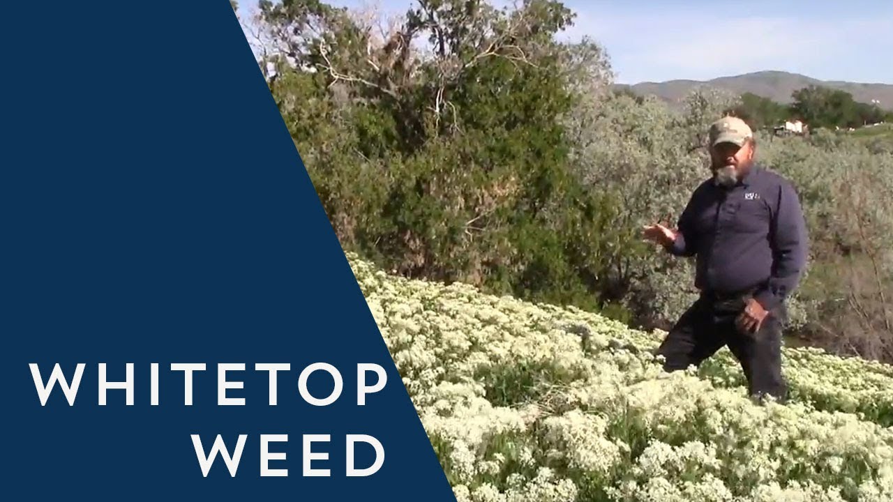 How to Control Whitetop Weed