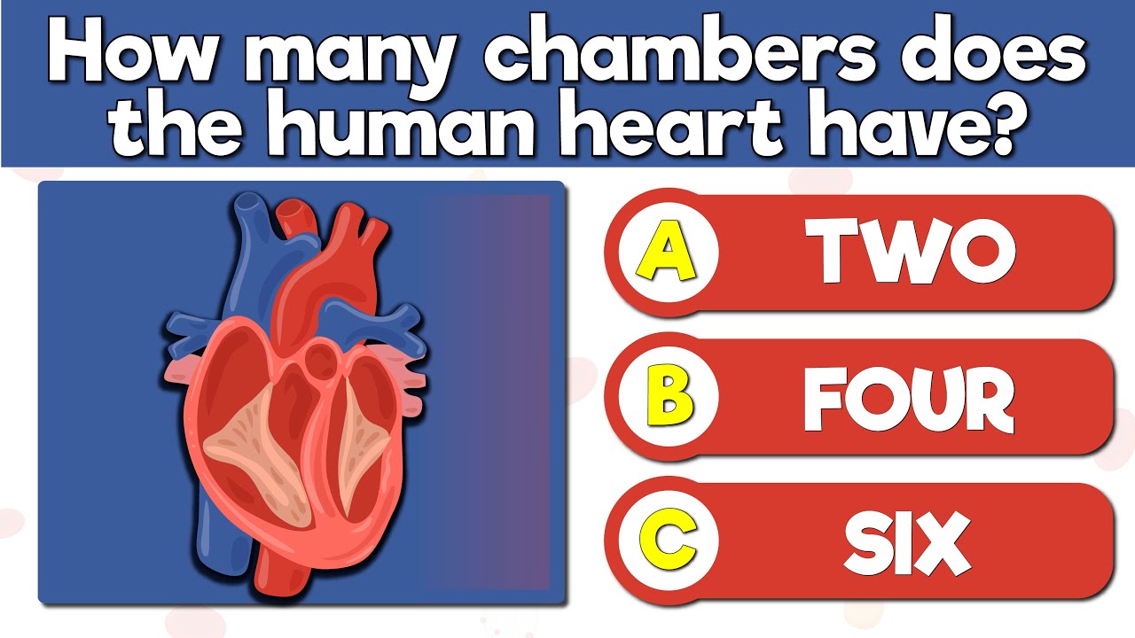 How Well Do You Know Your Heart? 🫀 | 50 Circulatory System Questions