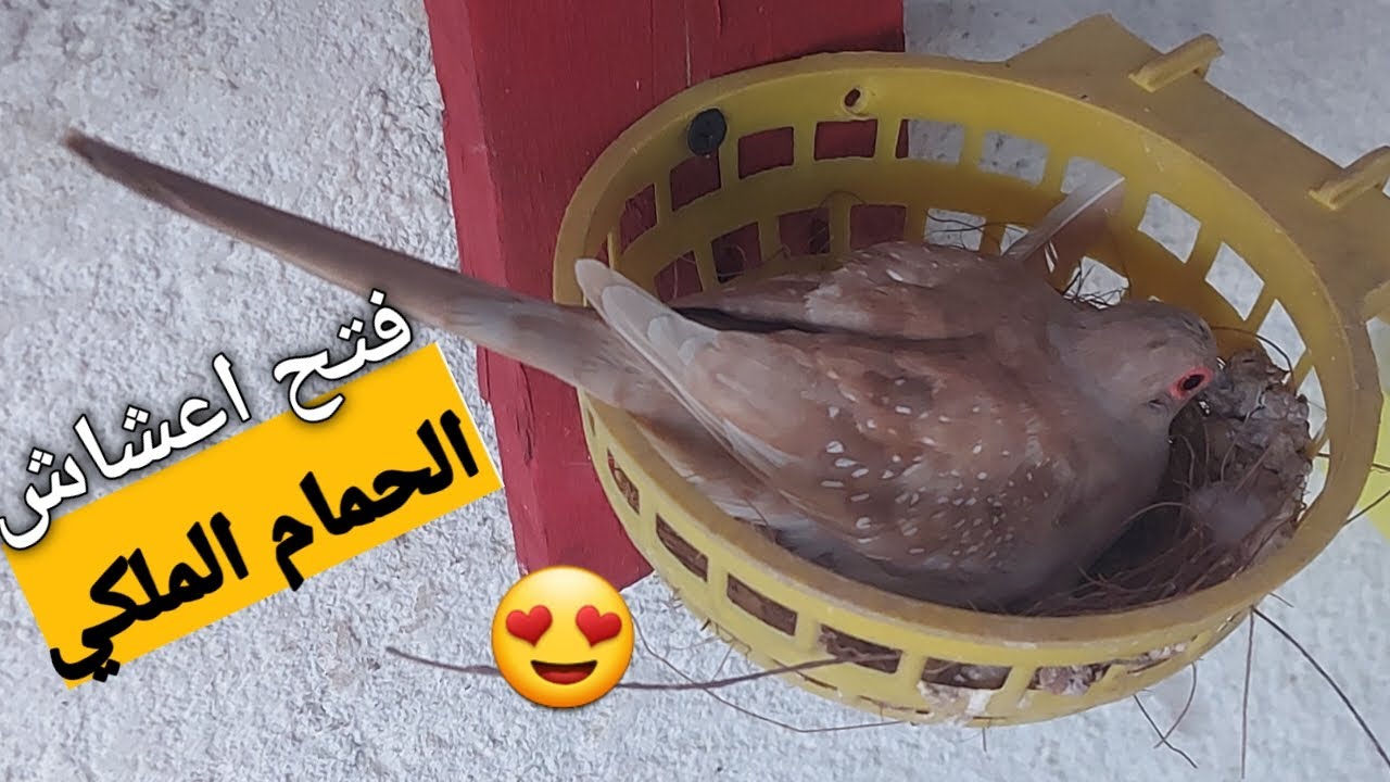 فتح اعشاش الحمام الملكي التربية الجماعيه