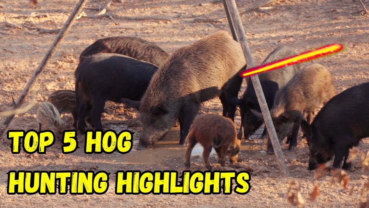 Top 5 Archery Hog Hunting Highlights! - (4k Slow Motion)
