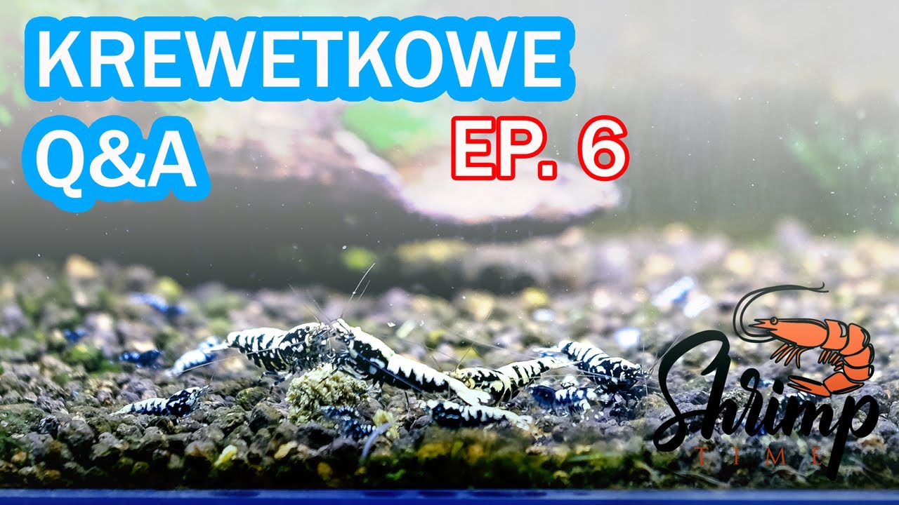 Krewetkowe Q&A EP. 6 - jakie podłoże dla krewetki Neocaridina?