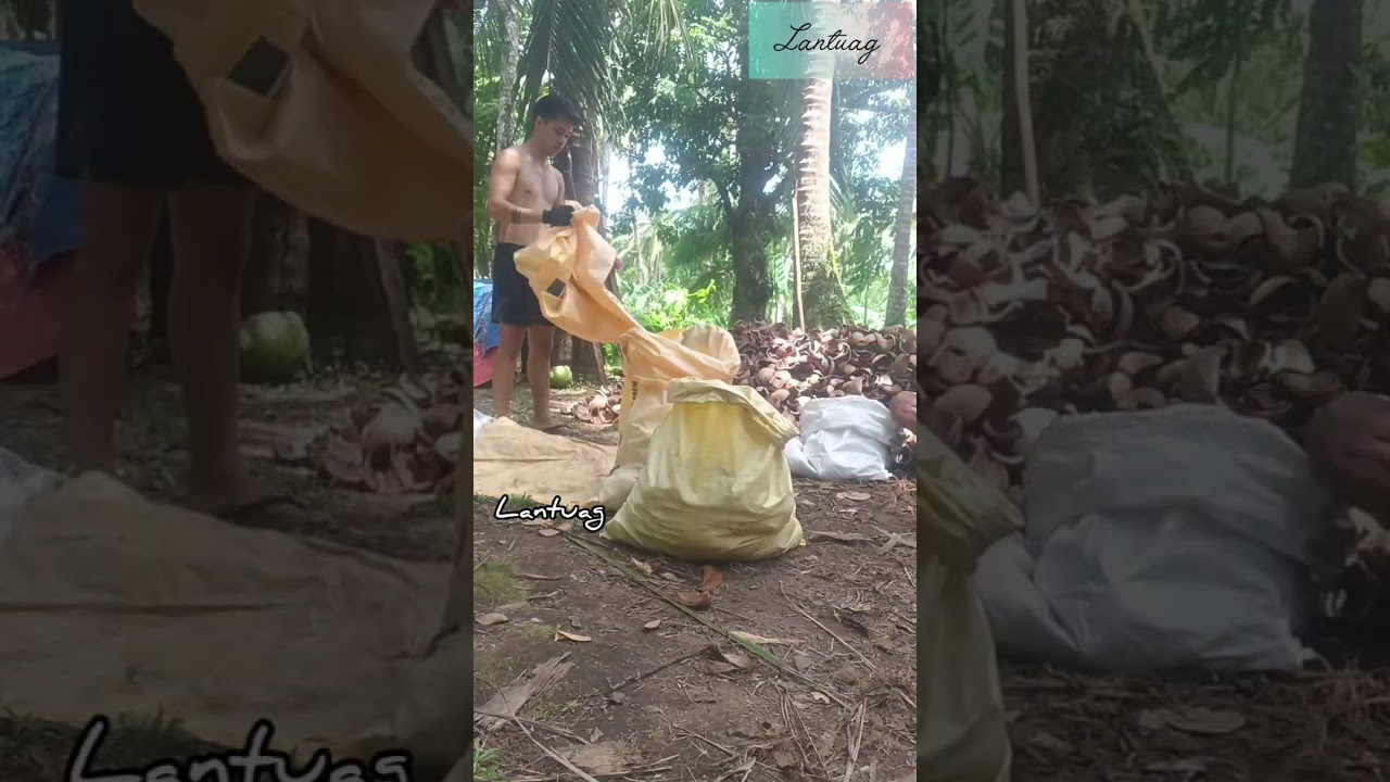 Province life (2nd part) 💚🥥🌴 #subscribemychannel #lantuag #copra