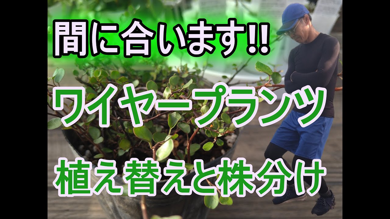 [ガーデニング] ワイヤープランツの植え替え「ナーセリーでもあるプロガーデナーが教える簡単にできる株分け方法」