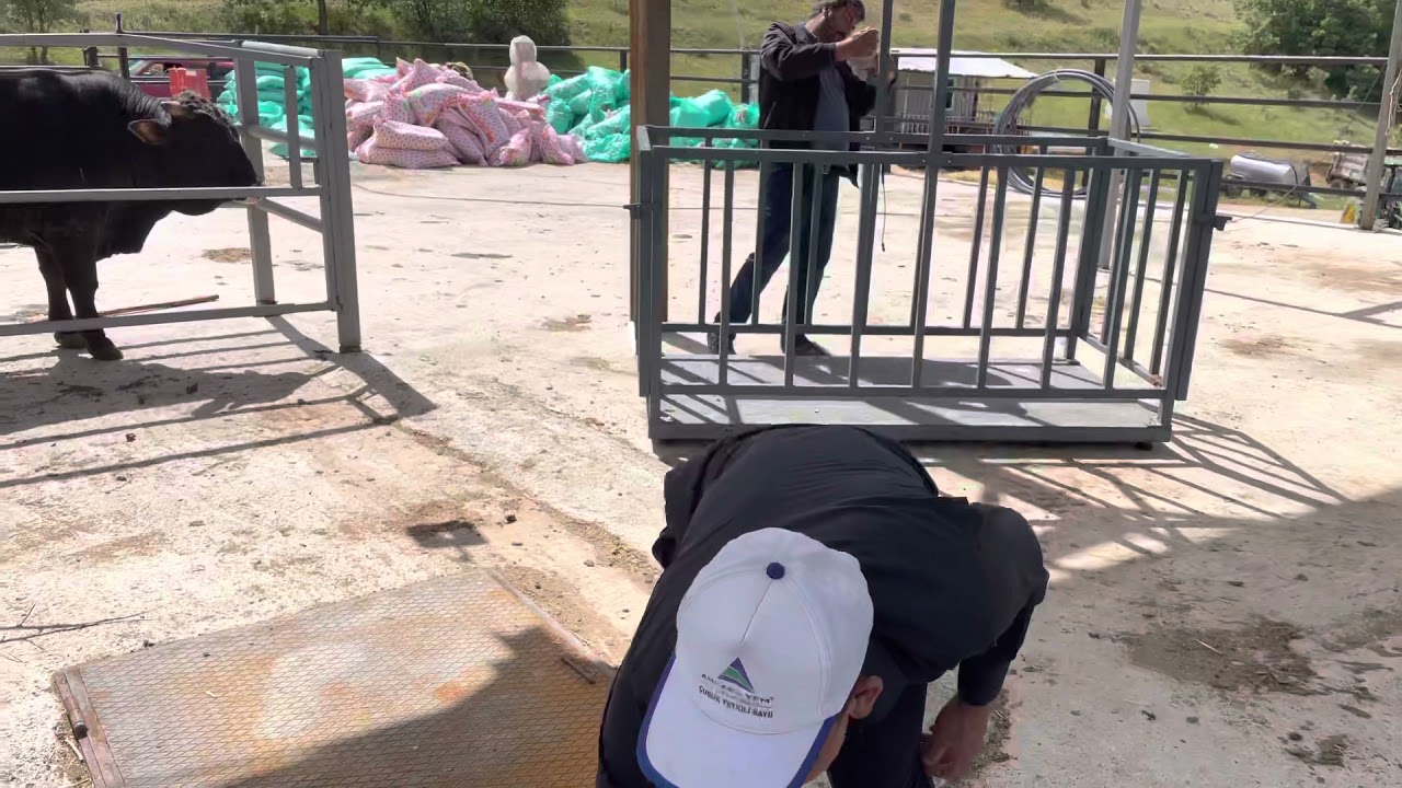 KURBANLIK SEÇİMİ!!!