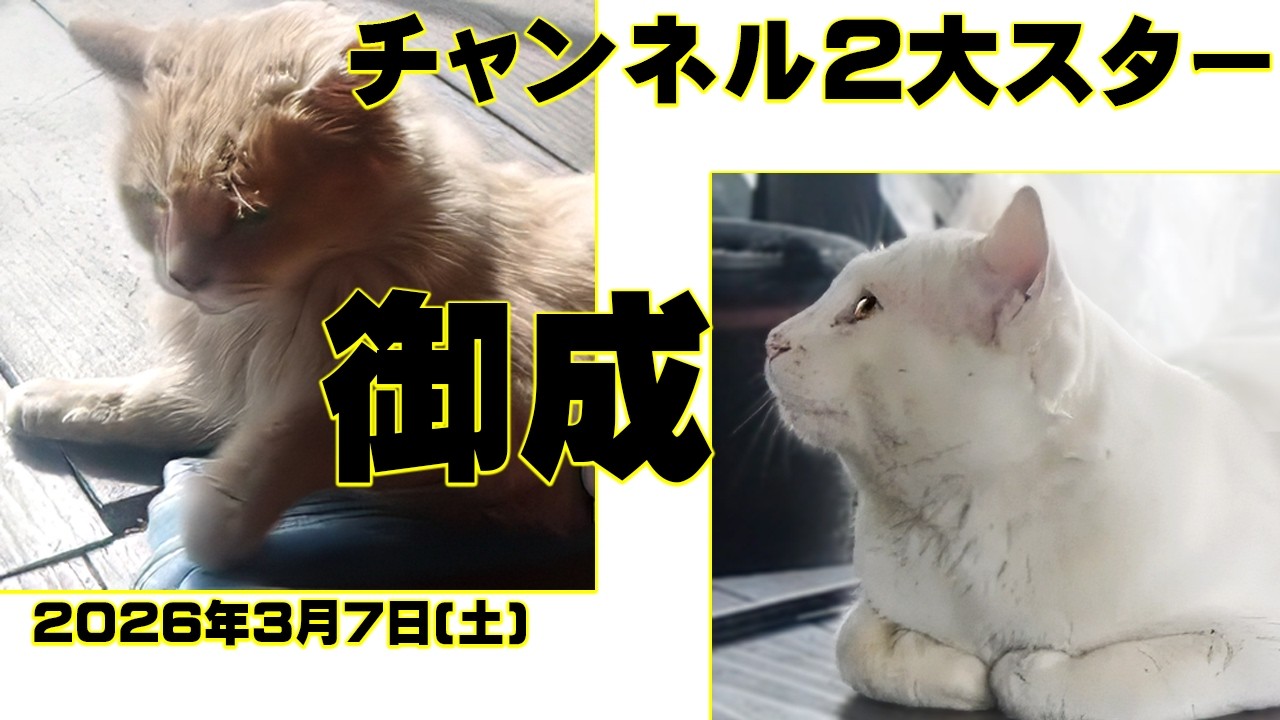 【外猫クリちゃん&しろうし君】本チャンネル2大スター【すれ違い共演】【御成】