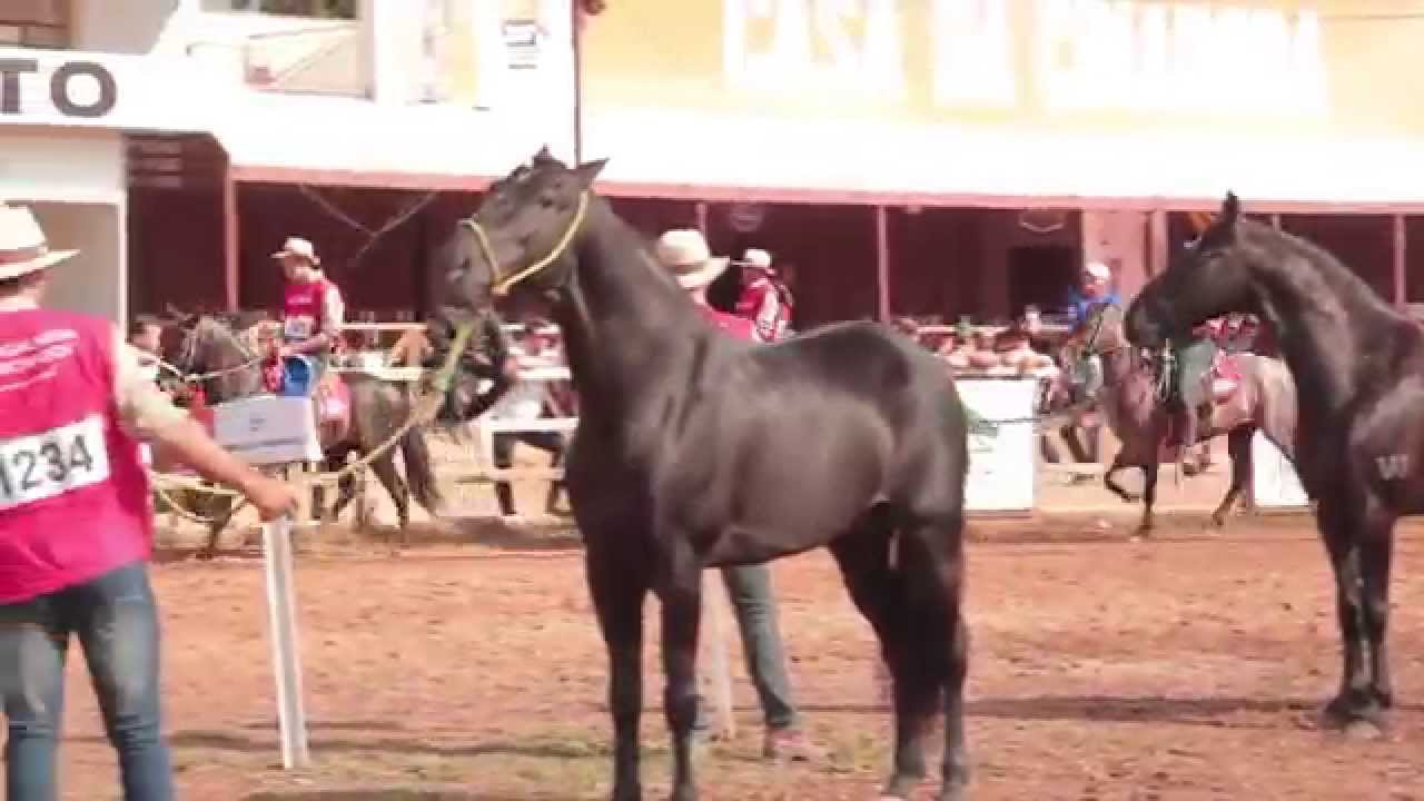 IRAQUE PONTAL