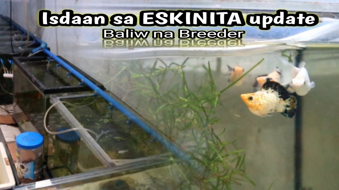 'Kontrobersyal para mabilis daw mabuntis ang Molly'😱Isdaan sa Eskinita-KAWIT cavite
