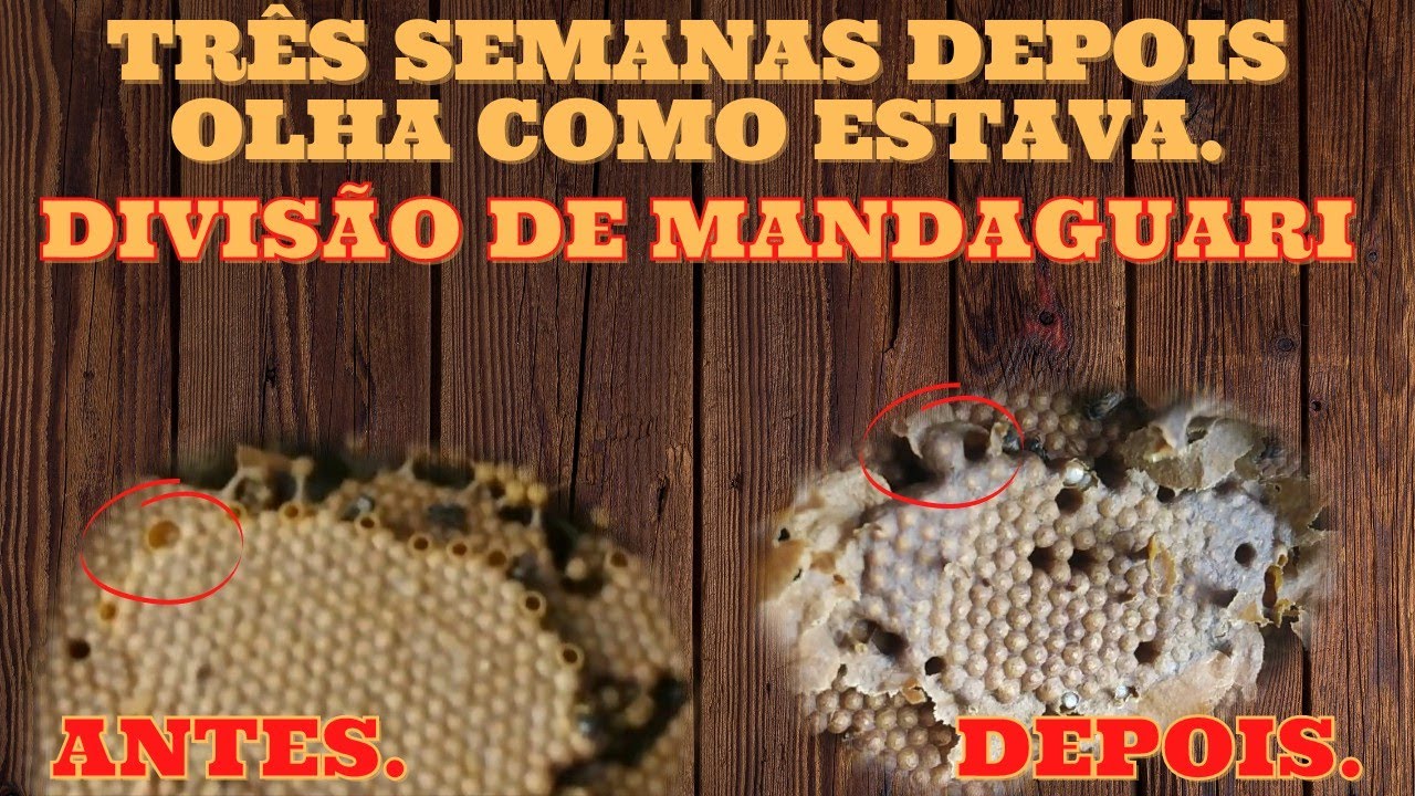 DIVISÃO DE MANDAGUARI - Depois de três semanas voltamos para fazer a divisão e tivemos uma SURPRESA.