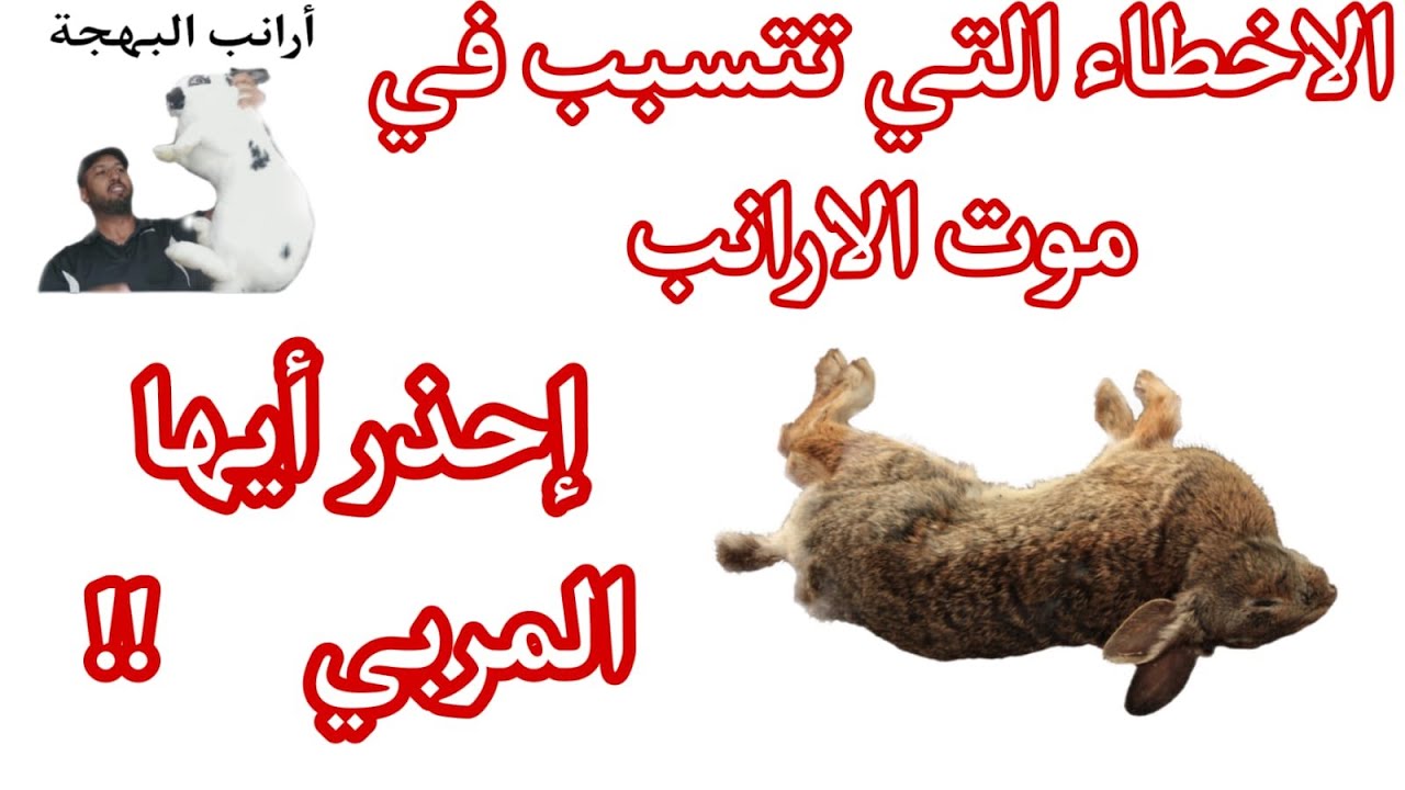 الاخطاء التي تتسبب في موت الارانب