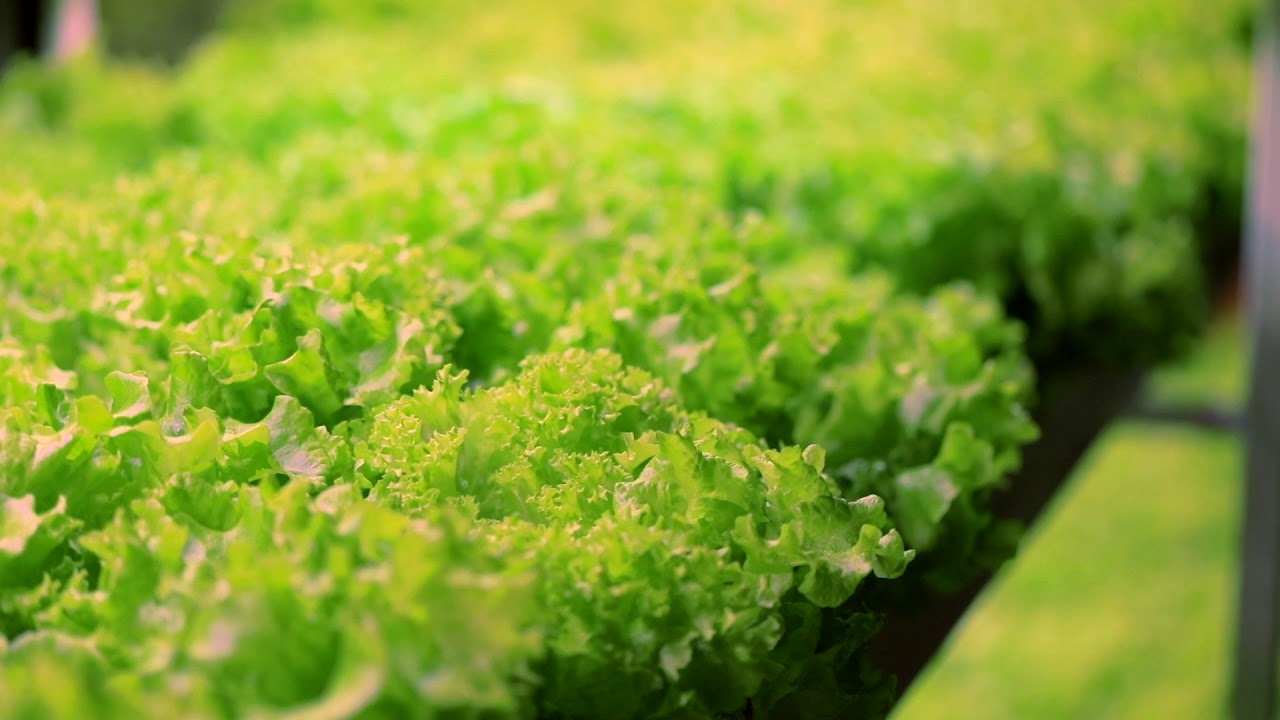 Hydropolis | Uprawa w kontenerze morskim Plantainer