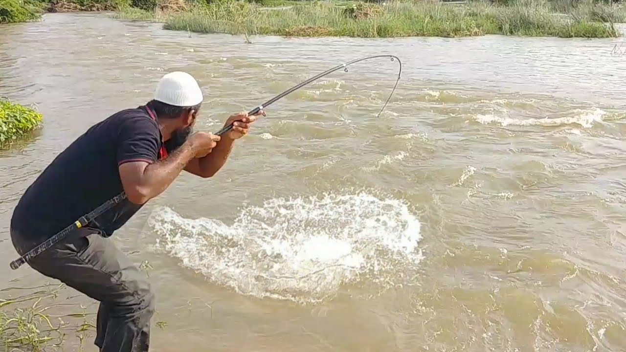 incredibleBig Cat Fish Catching||Baam Fish Hunting|Big Cat Fishing||indian Eel Fishing|Baam fishing