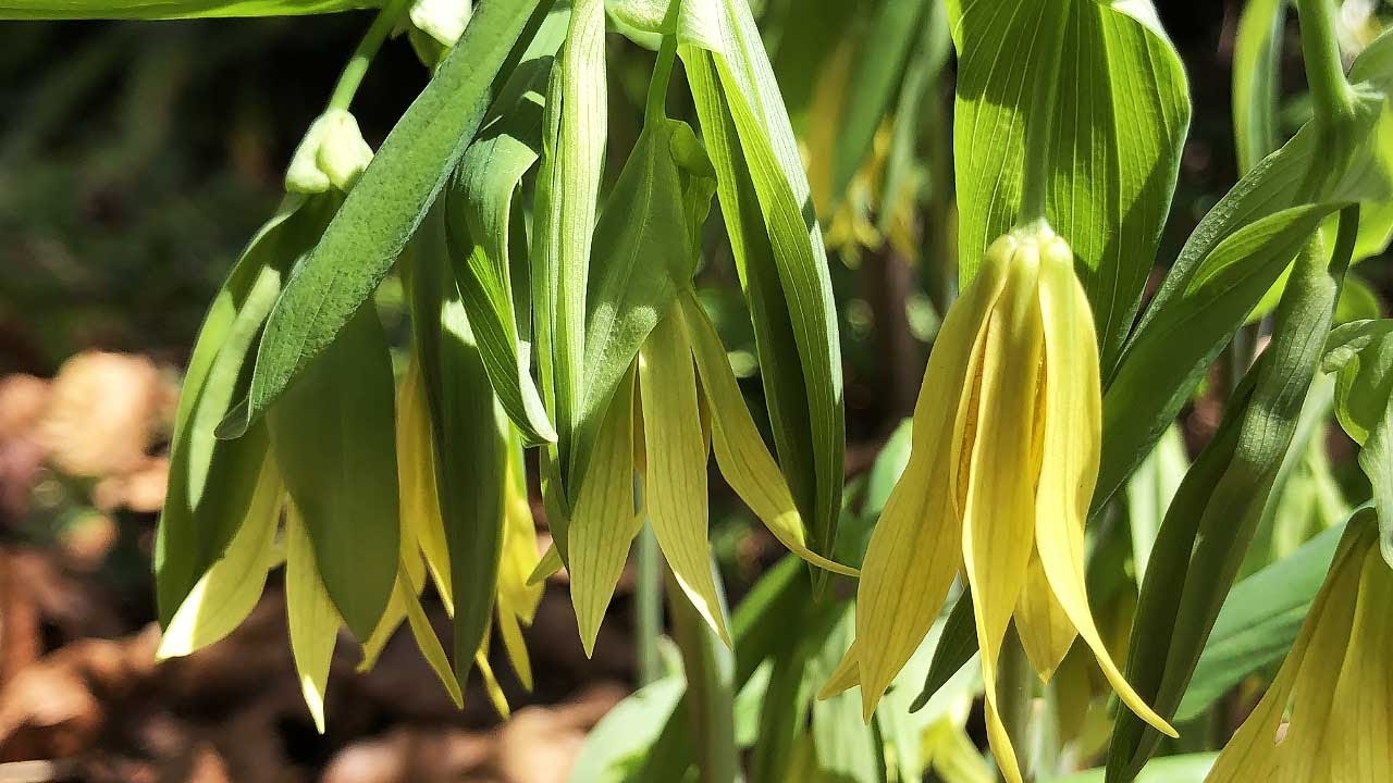 Merry Bells - Uvularia grandiflora